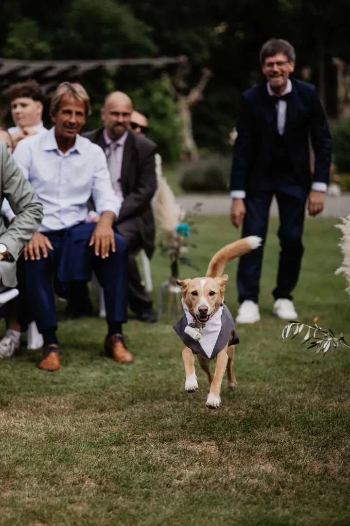 Vierbeiniger Ringträger